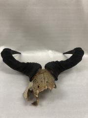 Hartebeest (horns)