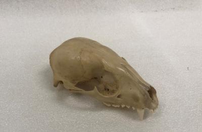 Raccoon (skull)