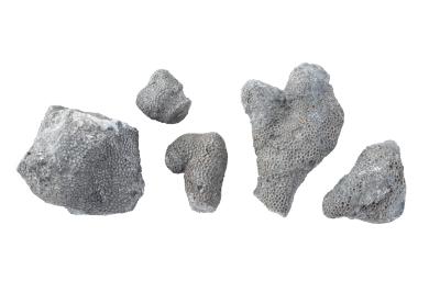 Favosites nitella (5 Specimens)