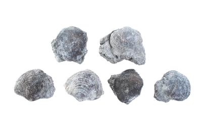Brachiopod - Atrpya elegans (6 specimens)