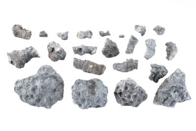 Coral - Hexagonaria sp. (21 specimens)