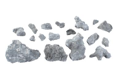 Bryozoan - Leptotrypella sp. (17 specimens)