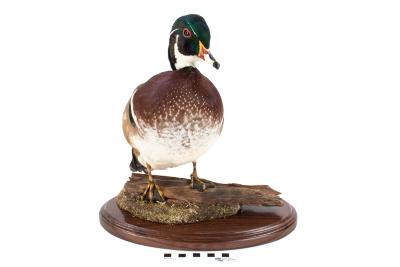 Wood Duck (mount)