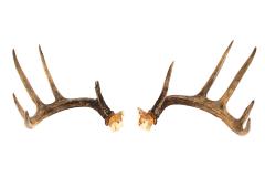 White-tailed Deer (antlers)