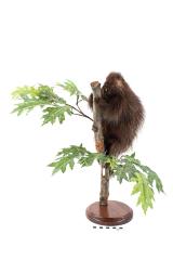 North American Porcupine (mount)