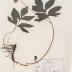 Virginia Waterleaf (pressed)