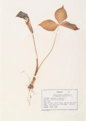 Jack in the Pulpit (pressed) 
