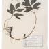 Virginia Waterleaf (pressed)