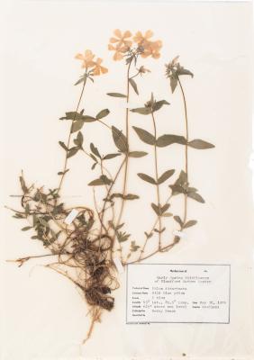 Wild Blue Phlox (pressed) 