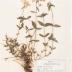 Wild Blue Phlox (pressed) 