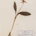 Yellow Trout Lily (pressed) 