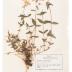 Wild Blue Phlox (pressed) 