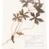 Wild Geranium (pressed) 