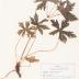 Wild Geranium (pressed) 