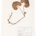 Wild Ginger (pressed) 