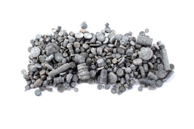 Crinoid fragments 