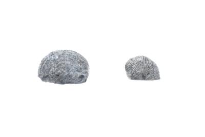 Brachiopod - Strophodonta proteus (2 specimens)
