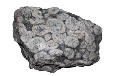 Feldspar Phenocrysts in an Amphibole Matrix