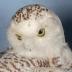 Owl, Snowy, School Loan Collection