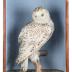 Owl, Snowy, School Loan Collection