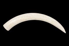 Elephant Tusks