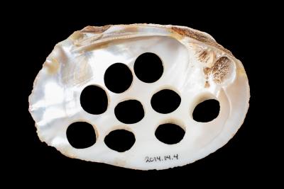 Button Hole Mussel Shell