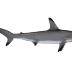 Smooth Hammerhead Shark (mount)