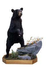 Black bear (mount) 