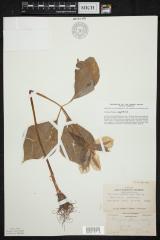Great White Trillium