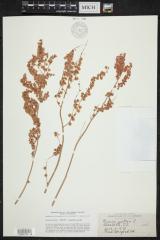 Garden sorrel