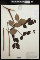 Devil's walking stick