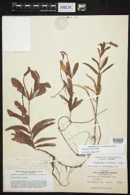 Alpine Pondweed