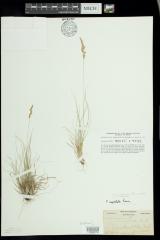 Fine-Leaf Sheep Fescue