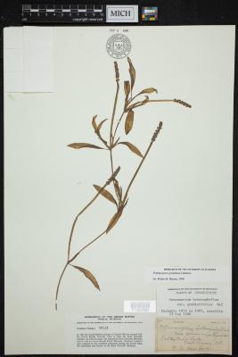 Grassy Pondweed