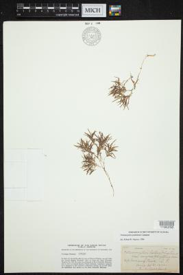 grassy pondweed
