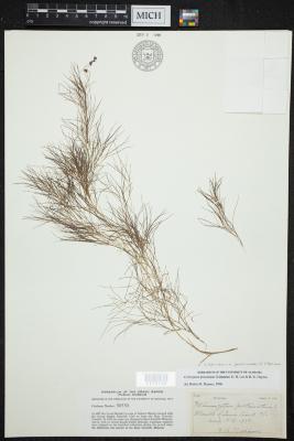 Fennel pondweed
