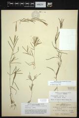 flat-staked pondweed
