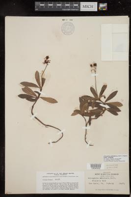 Prince's Pine