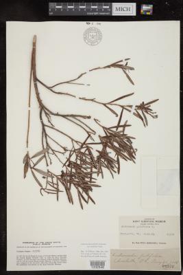 bog-rosemary