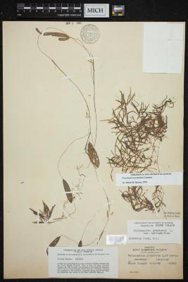 grassy pondweed