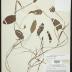 pondweed
