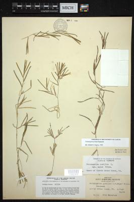 flat-staked pondweed
