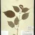 Wild Hydrangea