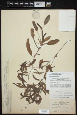 grassy pondweed