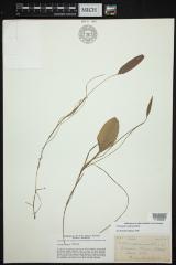 long-leaf pondweed