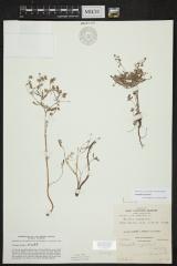 Silvery cinquefoil