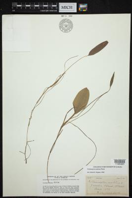 long-leaf pondweed