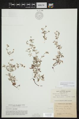 Silver cinquefoil
