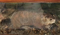 Woodchuck, School Loan Collection