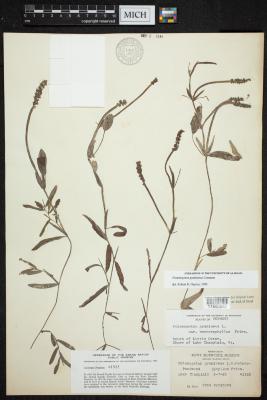 grassy pondweed